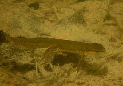 Eastern Newt