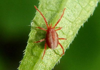 Erythraeina Long-legged Velvet Mite species