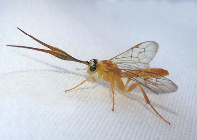 Euceros Ichneumon Wasp species