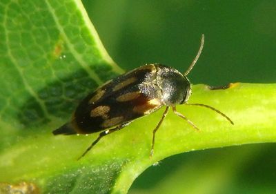 Falsomordellistena bihamata; Tumbling Flower Beetle species