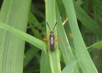 Garganus fusiformis; Plant Bug species