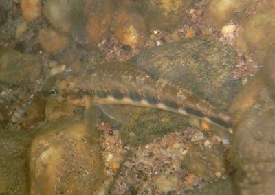 Gilt Darter