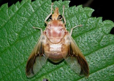 Goniops chrysocoma; Golden-haired Horse Fly; female