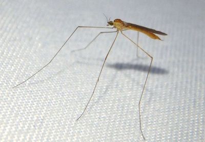 Gonomyia Limoniid Crane Fly species