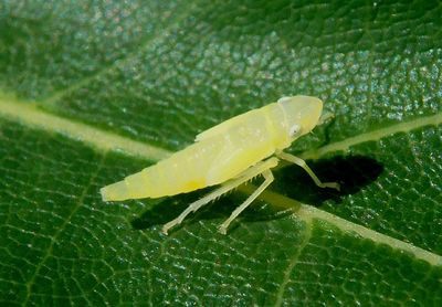 Graphocephala Leafhopper species nymph