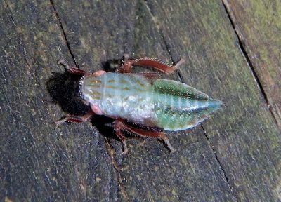 Gyponini Leafhopper species nymph