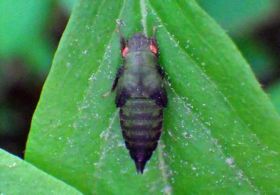 Gyponini Leafhopper species nymph