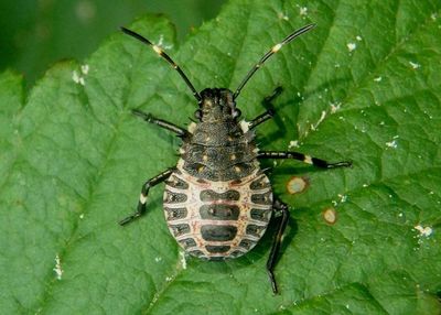 Halyomorpha halys; Brown Marmorated Stink Bug nymph; exotic