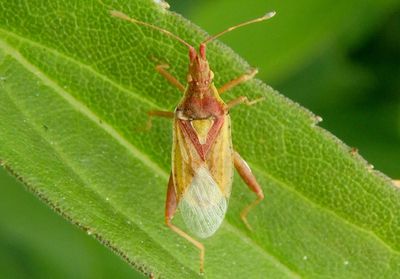 Harmostes reflexulus; Scentless Plant Bug species