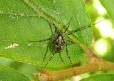 Opiliones Harvestman species 