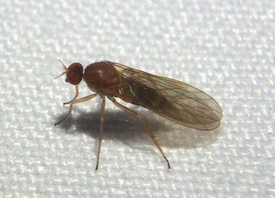 Hilara Balloon Fly species