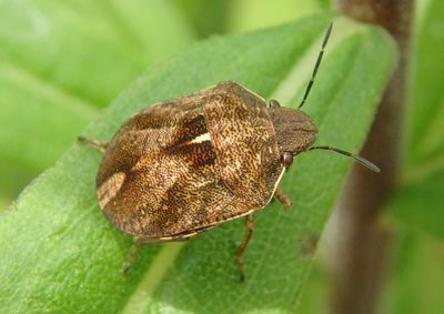 Homaemus aeneifrons; Sheild-backed Bug species