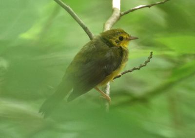 Hooded Warbler; female
