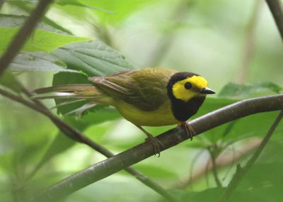 Hooded Warbler; male