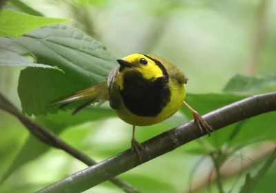 Hooded Warbler; male
