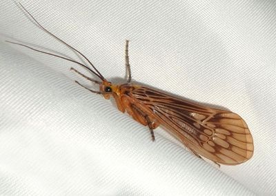 Hydatophylax argus; Northern Caddisfly species