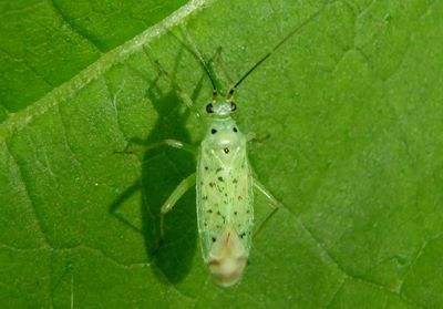 Ilnacora stalii; Plant Bug species