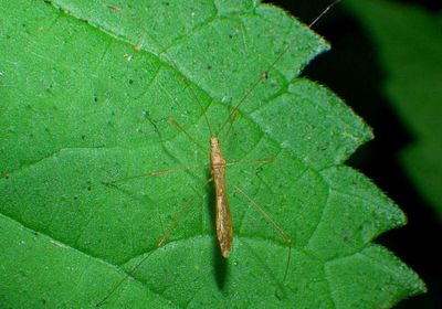 Jalysus Stilt Bug species