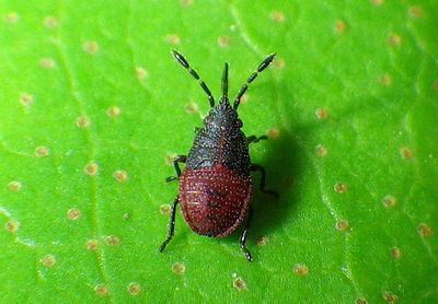 Kleidocerys resedae; Birch Catkin Bug nymph