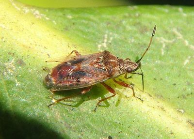 Kleidocerys resedae; Birch Catkin Bug