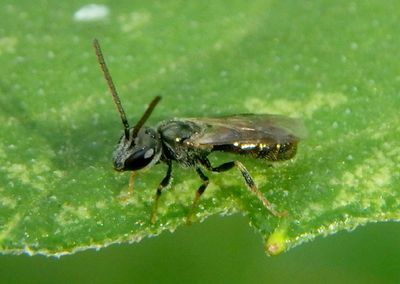 Lasioglossum Sweat Bee species; male