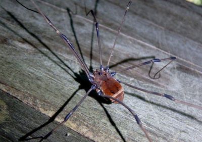 Leiobunum verrucosum; Harvestman species