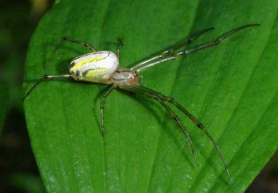 Leucauge venusta; Orchard Spider