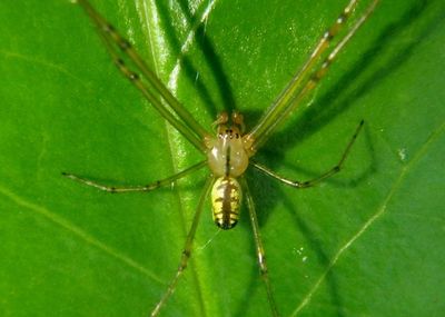 Leucauge venusta; Orchard Spider; male 