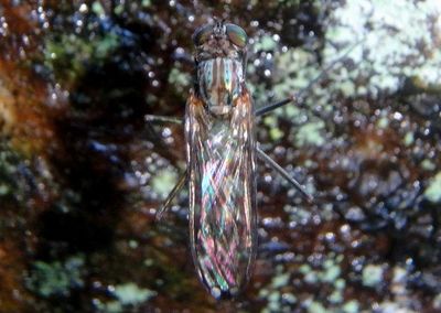 Liancalus genualis; Long-legged Fly species