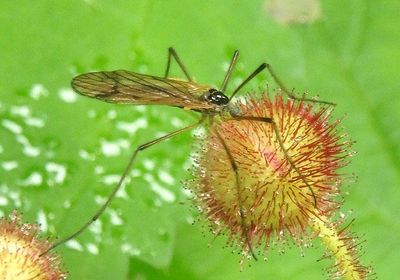 Limnophila rufibasis; Limoniid Crane Fly species