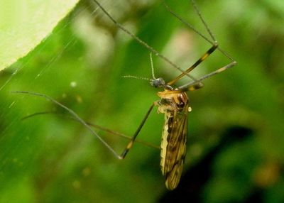 Limonia Limoniid Crane Fly species