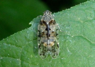 Melanoliarus placitus; Cixiid Planthopper species 