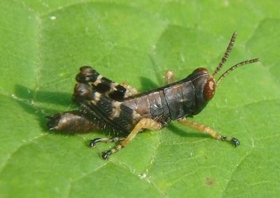 Melanoplus viridipes complex; Green-legged Grasshopper; female nymph
