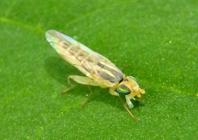 Meromyza Frit Fly species
