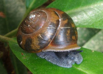 Mesodon normalis; Grand Globe Snail