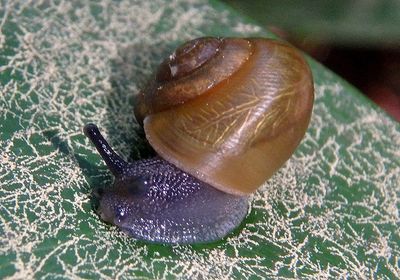Mesomphix Button Snail species