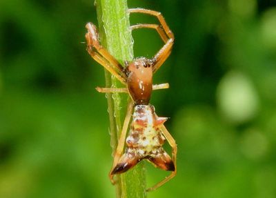 Micrathena sagittata; Arrowshaped Micrathena