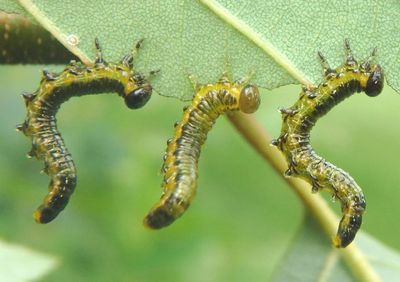 Nematus latitarsus; Dusky Birch Sawfly larva
