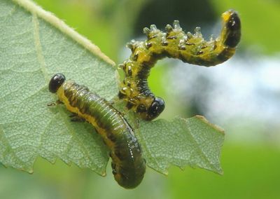 Nematus latitarsus; Dusky Birch Sawfly larva