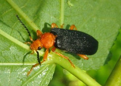 Neopyrochroa flabellata; Fire-colored Beetle species