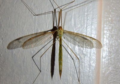 Nephrotoma dorsalis complex; Tiger Crane Fly species; female