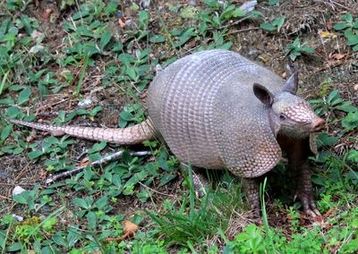 Nine-banded Armadillo 