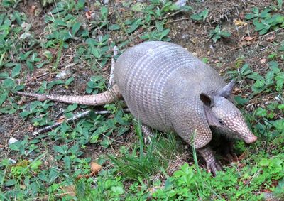 Nine-banded Armadillo