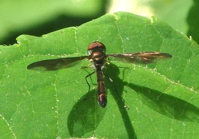 Ocyptamus fuscipennis; Syrphid Fly species; male