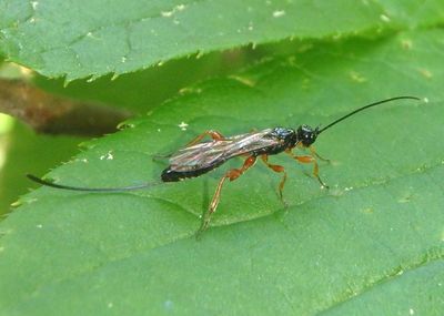 Odontocolon Ichneumon Wasp species; female