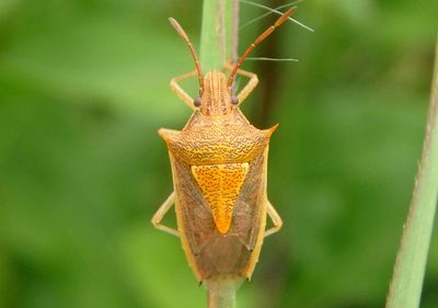Oebalus pugnax; Rice Stink Bug