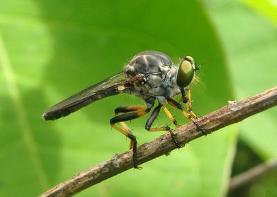 Ommatius tibialis; Robber Fly species