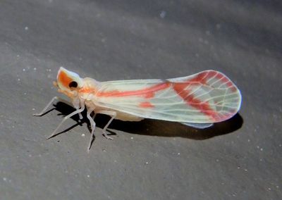 Otiocerus coquebertii; Derbid Planthopper species