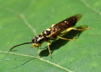 Pamphilius Webspinning Sawfly species