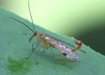 Panorpa acuta; Scorpionfly species; male